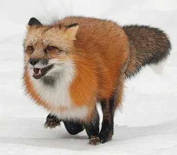 Create meme: fluffy Fox, Fox, Fox 