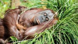 Create meme: the baby orangutan, Thailand, monkey orangutan