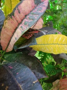 Create meme: deja team leaves the plant, the small-leaved Croton, Croton dark green