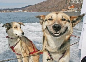 Create meme: Dog, dogs know how to smile, dog ulybaka demotivator