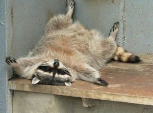 Create meme: tired of all the, the raccoon is tired, raccoons
