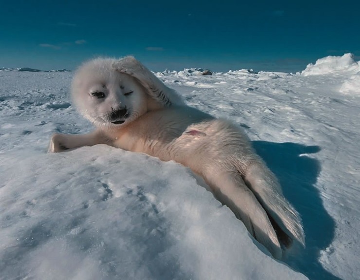 Create meme: Baikal seal Belek, belek is a baby seal, seal belek