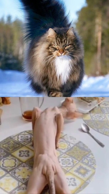 Создать мем: норвежская длинношерстная лесная кошка, кошка, норвежская кошка