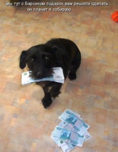 Create meme: avito dog. Spaniel the city of Chernogorsk, Labrador puppies, puppies mestizo