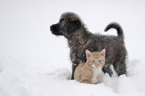 Создать мем: собаки и кошки в снегу, кот путок и пес снежок, бездомные животные зимой