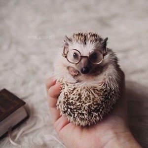 Create meme: hedgehog, hedgehog with glasses, hedgehogs animals