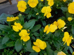 Create meme: violet Pansy yellow, flower violet yellow, viola cornuta Jack