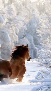 Создать мем: лошади зима, красивые лошади, лошадь зимой ложится на снег