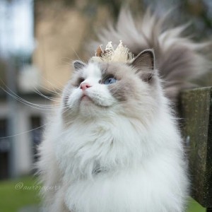 Создать мем: кошка аврора рэгдолл, кошка принцесса, кошки породы рэгдолл