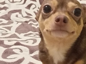 Create meme: small dogs, the stupid Chihuahua, Chihuahua