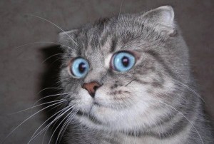 Create meme: the surprised cat meme, cat, meme the cat in shock