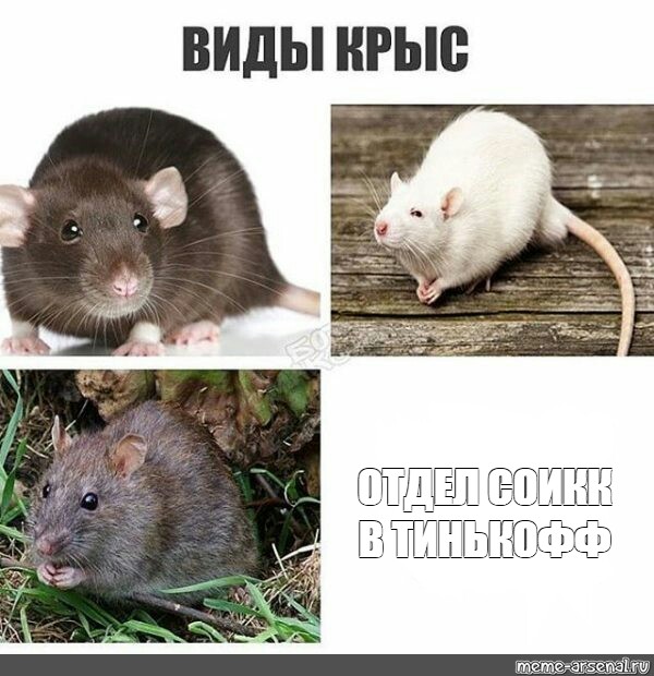 of rats meme, large rat, rat black/Сomics. #kinds of rats meme. #large ...