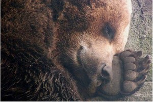 Create meme: the hibernating bear