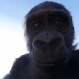 Создать мем: шимпанзе бонобо, темнота, шимпанзе