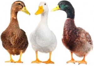 Create meme: chickens and ducks, ördek, duck on a white background