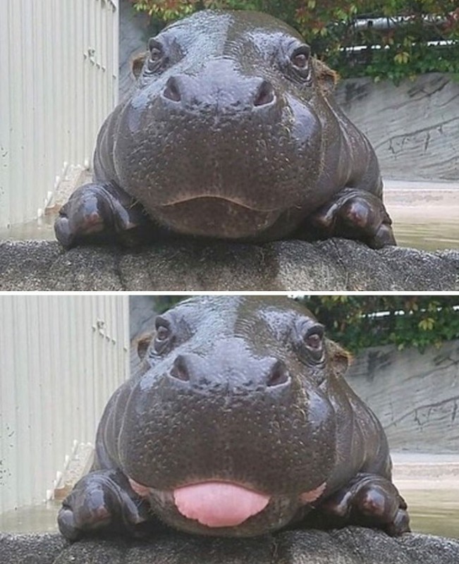 Create meme: little hippo, Hippo , cute hippo