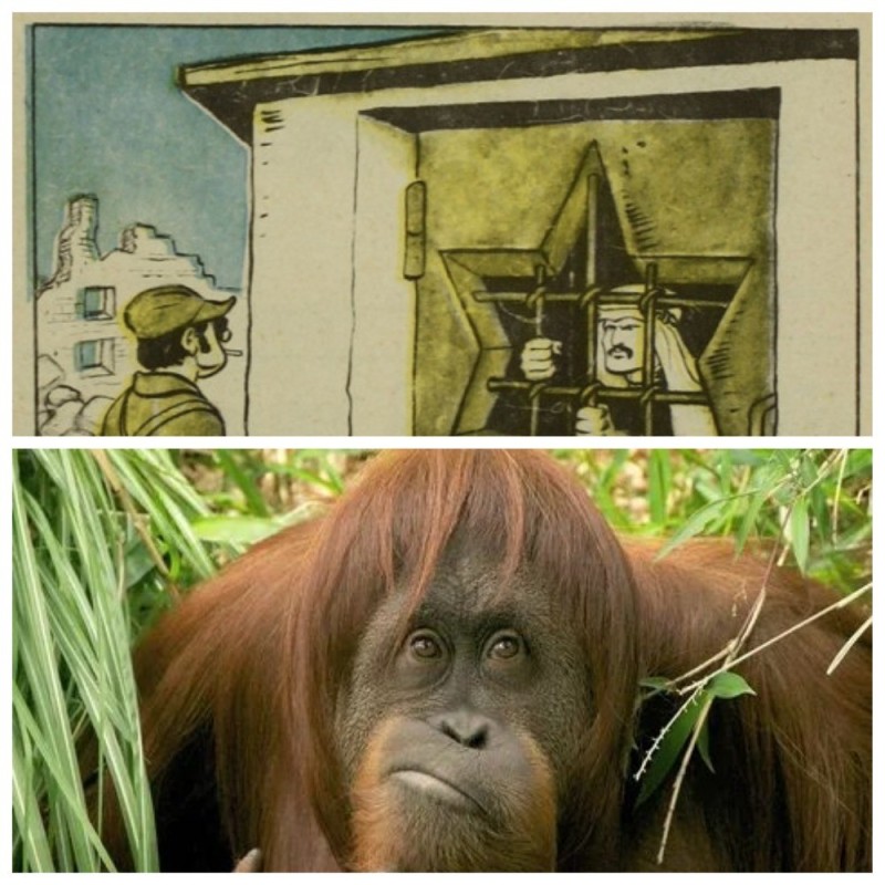 Создать мем: орангутанг в зоопарке, орангутанг смешной, орангутанг