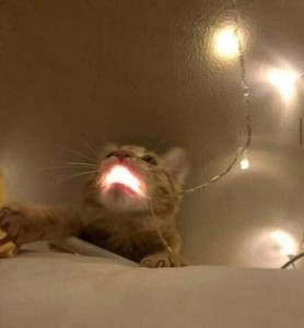 Создать мем: a cat, the cat, кот с лампочкой во рту