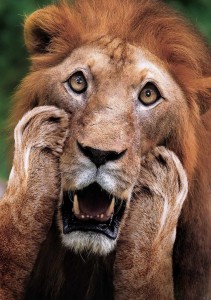 Создать мем: лев, африканский лев портрет, lion face