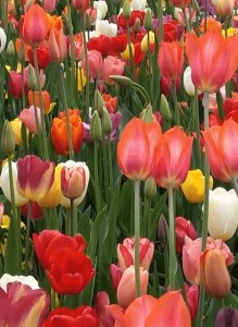 Create meme: flowers tulips, tulip, tulips in spring