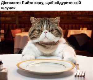 Создать мем: кот в тарелке, коты за столом, кот в ресторане