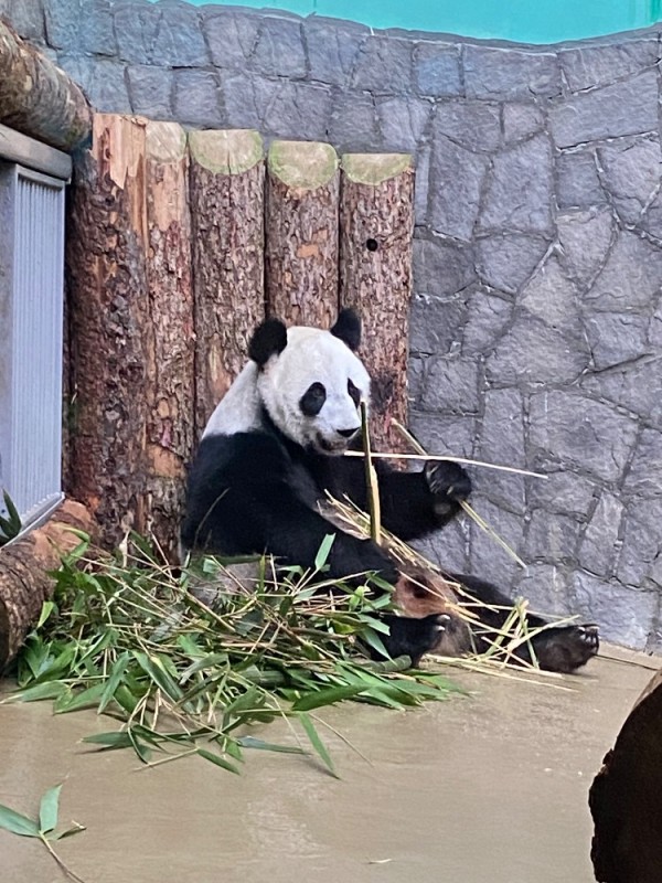 Создать мем: панда ест бамбук, панда в новосибирском зоопарке, панда ест бамбук в зоопарке