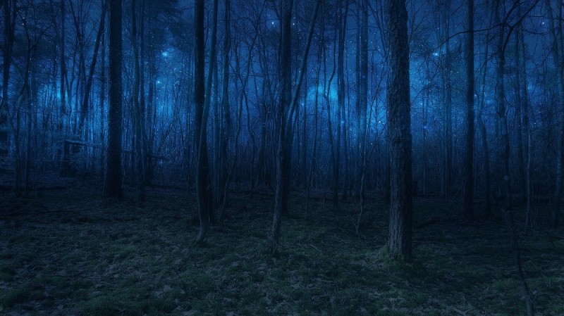 Create meme: gloomy forest background, dark forest, foggy forest at night