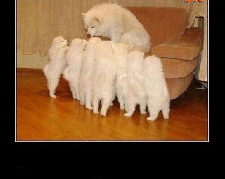 Create meme: samoyed husky shorn, samoyed husky puppies, samoyed husky weight