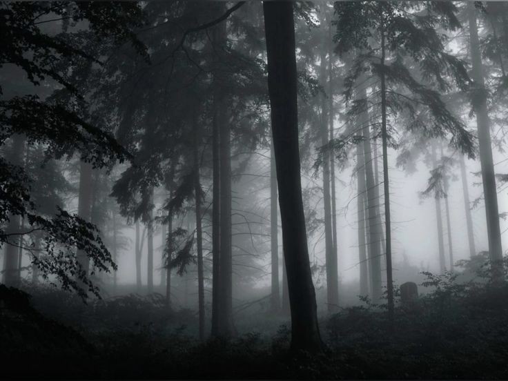 Создать мем: мистический лес, сосны в тумане, лес