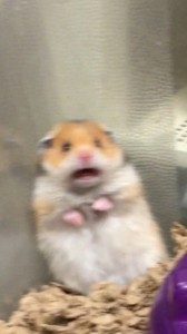 Create meme: a scared hamster, hamster meme, GIF meme hamster