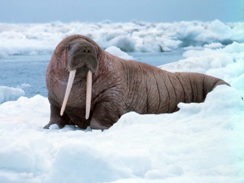 Create meme: walrus , the Atlantic walrus, Pacific walrus Chukotka