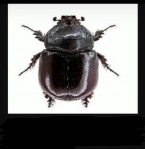 Create meme: beetle