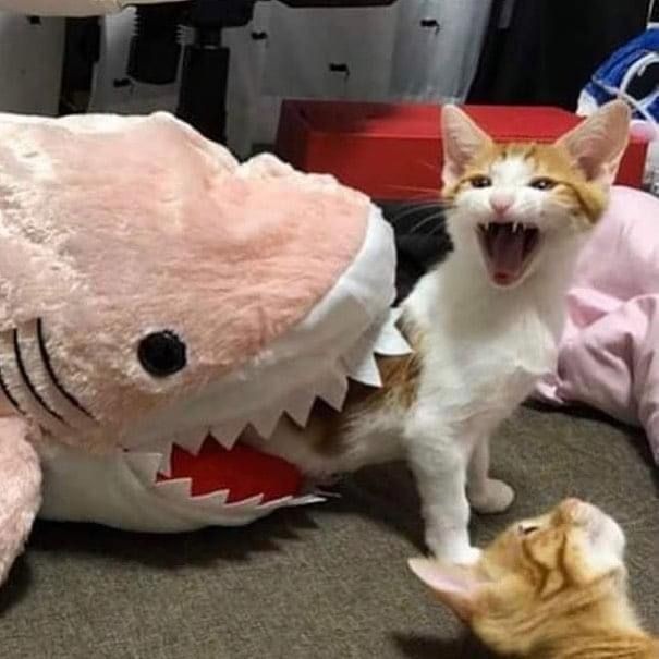 Create meme: a cat in a shark costume, funny cat rzhaka, a cat in a shark costume