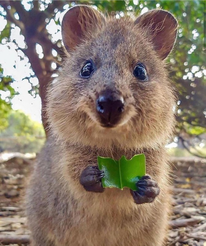 Create meme: quokka is a marsupial beast, australian animal quokka, cute animal quokka