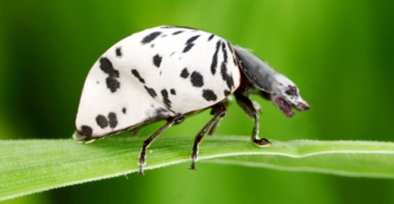 Create meme: ladybird ladybird, Lady bug and super cat, insect