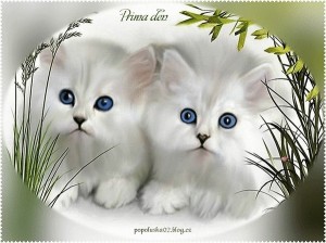 Create meme: animals cats, kitty, adorable kittens