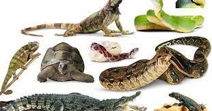 Create meme: reptiles , reptiles monitor lizard turtle, The reptile class