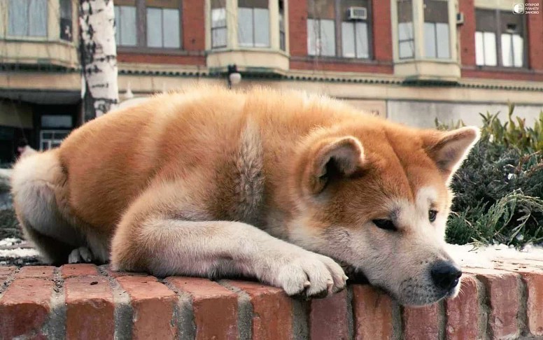 Создать мем: акита-ину фильм хатико, хатико собака, японская собака хатико