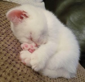 Create meme: white kitten, Cat, cute cats
