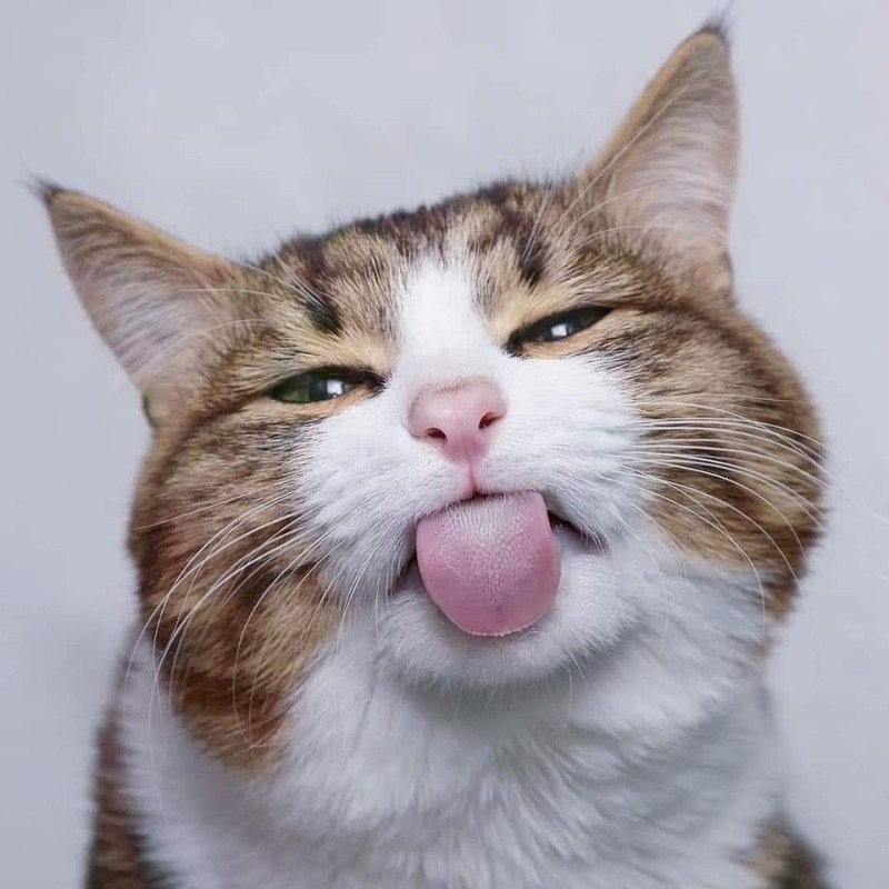 Create meme: cat with tongue hanging out, cat funny , winking cat