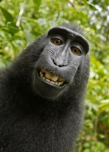 Создать мем: селфи обезьяны, улыбающиеся животные, смешные обезьяны