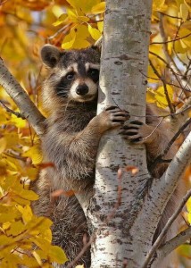 Create meme: raccoon, raccoon gargle, raccoon photo