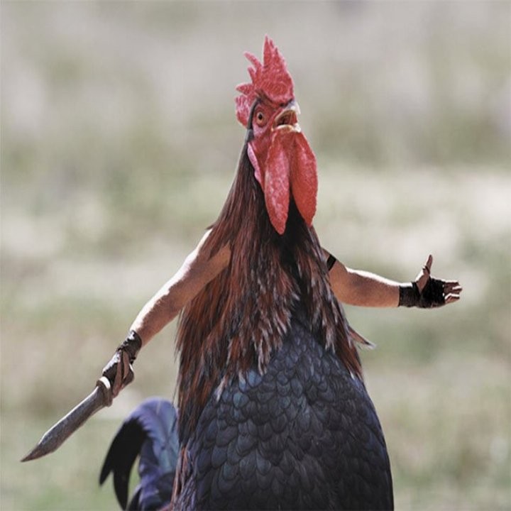 Create meme: angry rooster, cock funny, roosters 