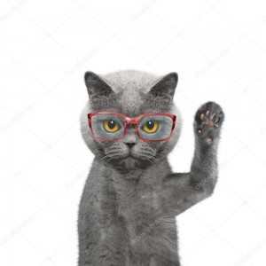 Create meme: cat, cat with magnifying glass, cats in glasses