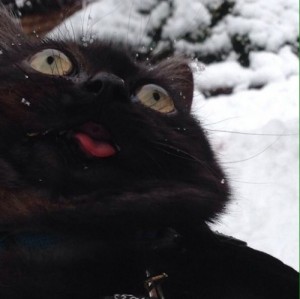 Create meme: cat, realized, pain and joy