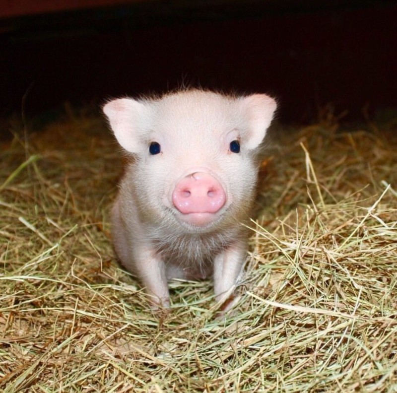 Create meme: domestic piglet, little pig, piglets mini piggies