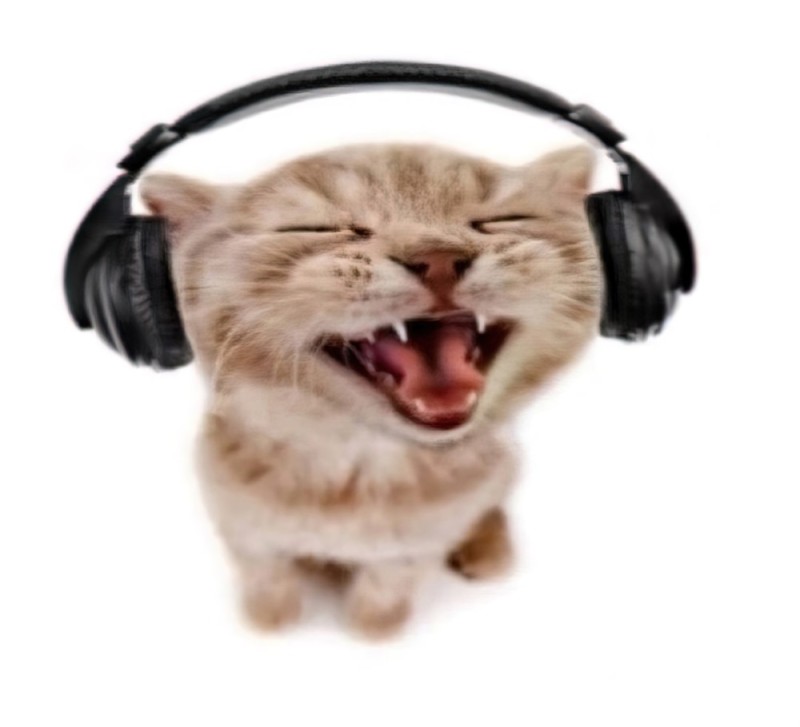 Create meme: funny animals , funny cats , kitten with headphones