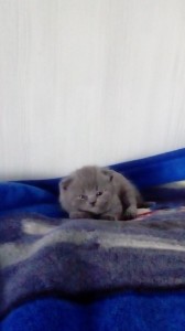 Create meme: British lop-eared kitten was born, Scottish kittens, photos Scottish fold kittens blue color