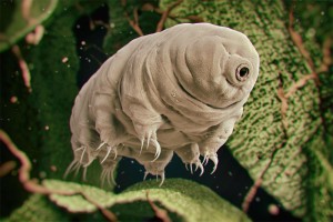Create meme: water bear tihohodka, tardigrade