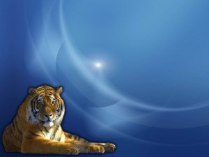 Создать мем: амурский тигр, фон для презентации про животных, тигр красивый